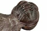 Enrolled Red Austerops Trilobite - Hmar Laghdad, Morocco #322506-3